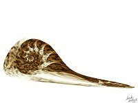 Snail
